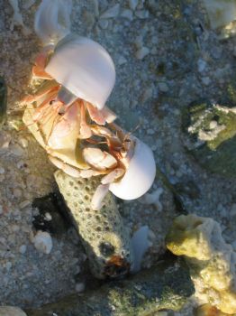 Hermit Crabs in search of a new home. by Loo Yoke Chen 